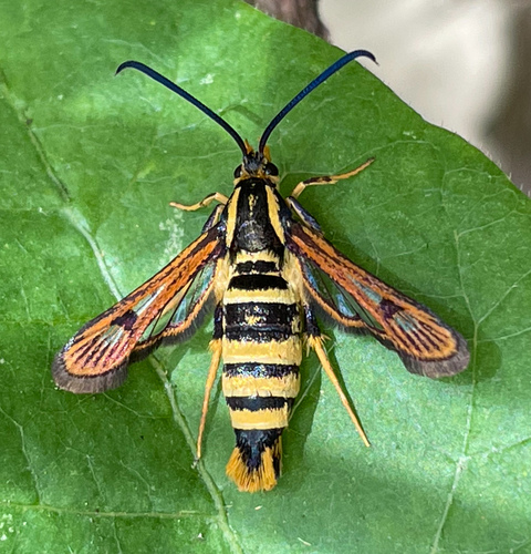 Sycamore Borer Moth photo 3