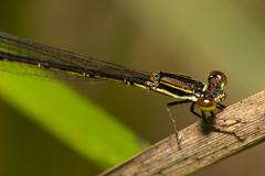 Agriocnemis rubricauda