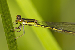 Agriocnemis rubricauda