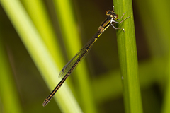 Agriocnemis rubricauda