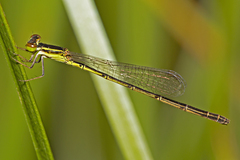 Agriocnemis rubricauda