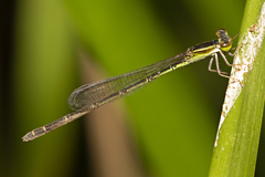 Agriocnemis rubricauda