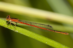 Agriocnemis rubricauda