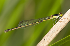 Agriocnemis rubricauda