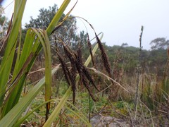 Carex pichinchensis