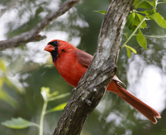 Cardinalis cardinalis