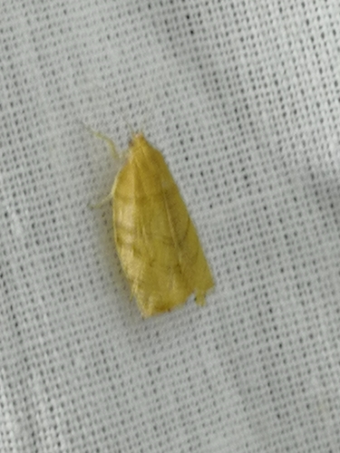 Barred Fruit-tree Tortrix, photo 6 of 9