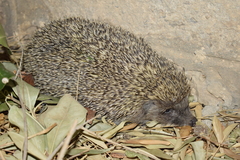 Erinaceus roumanicus