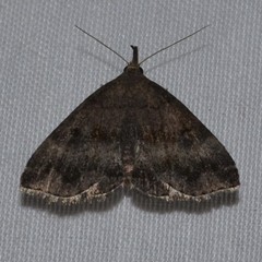 Phalaenostola