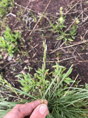 Festuca campestris