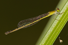 Agriocnemis rubricauda
