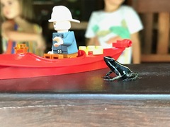 Phyllobates lugubris