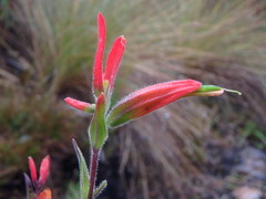 Castilleja integrifolia