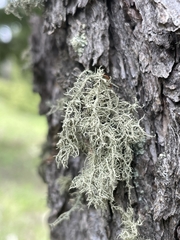 Usnea perplexans