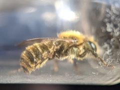 Osmia leaiana
