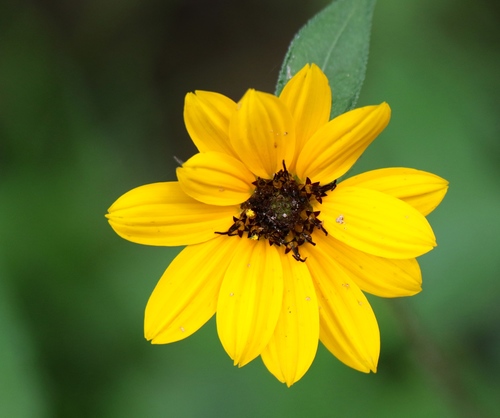 cucumberleaf sunflower