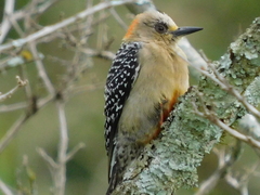 Melanerpes rubricapillus