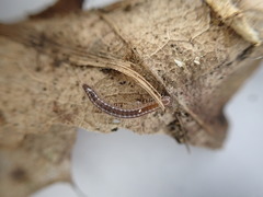 Caseyidae