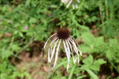 Echinacea sanguinea