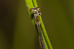 Agriocnemis rubricauda