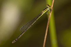 Agriocnemis rubricauda
