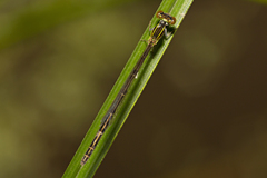 Agriocnemis rubricauda