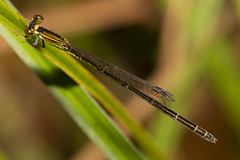 Agriocnemis rubricauda