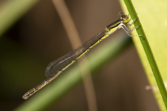 Agriocnemis rubricauda
