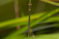 Agriocnemis rubricauda