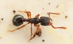 Myrmecina graminicola