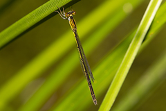 Agriocnemis rubricauda