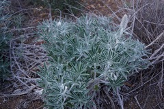 Lupinus leucophyllus