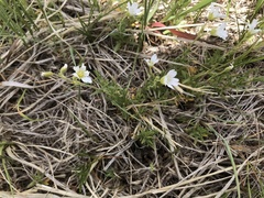 Cerastium arvense strictum