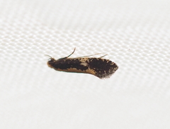 Monopis obviella