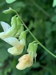 Lathyrus vestitus ochropetalus