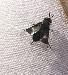 Chrysops ater