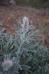 Lupinus leucophyllus