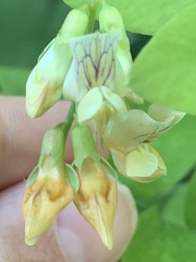 Lathyrus vestitus ochropetalus