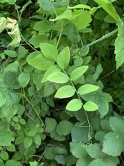 Lathyrus vestitus ochropetalus