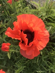 Papaver orientale