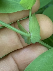 Lathyrus vestitus ochropetalus