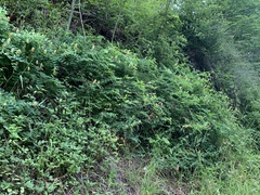 Lathyrus vestitus ochropetalus