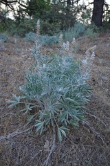Lupinus leucophyllus