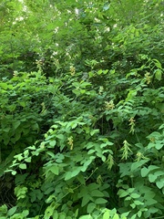 Lathyrus vestitus ochropetalus