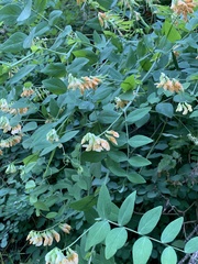 Lathyrus vestitus ochropetalus