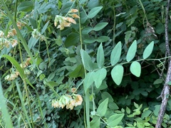 Lathyrus vestitus ochropetalus