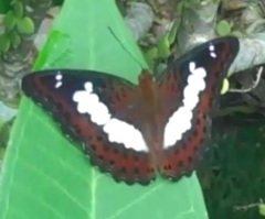 Moduza procris neutra