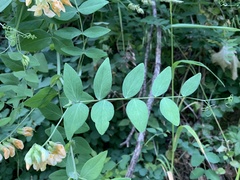 Lathyrus vestitus ochropetalus