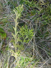 Diphasiastrum thyoides