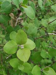 Lonicera arborea